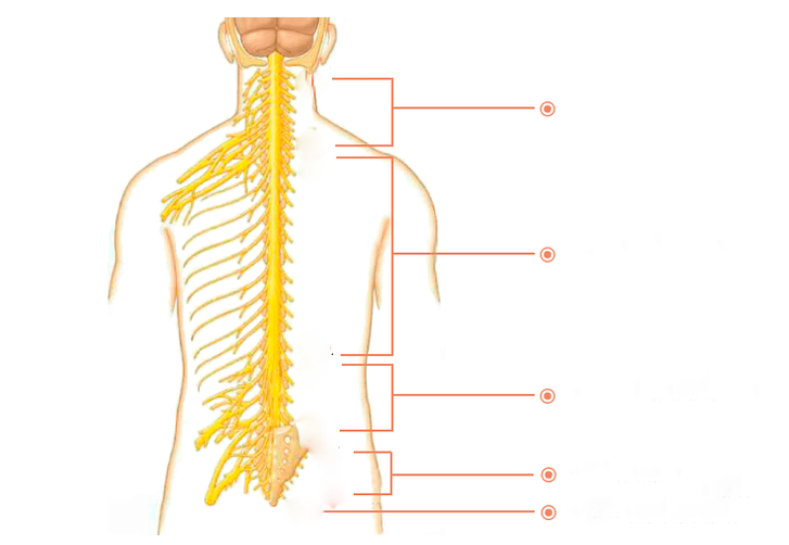 spinal Nerven